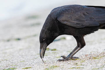 ハシボソガラスのアップ(Carrion crow)