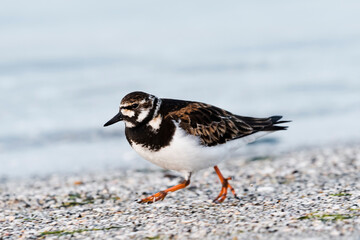 キョウジョシギ夏羽(Ruddy Turnstone)