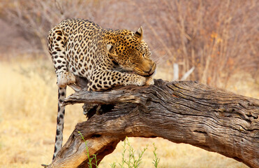 Leopard