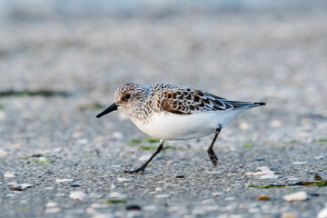 夏羽に換羽中のミユビシギ(Sanderling)