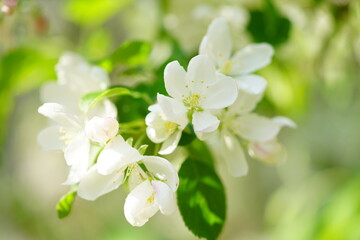 Fototapeta premium South Korea, Seoul, crab apple Blossoms, 한국, 서울, 꽃사과
