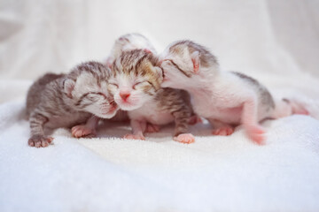 Newborn small Scottish Fold kittens in white blanket. Little straight striped cute baby kitten grey color