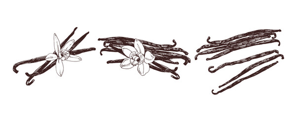 Vanilla pods with vanilla flower, vintage graphic illustration - 437361996