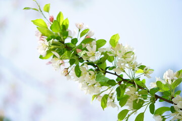 South Korea, Seoul, crab apple Blossoms, 한국, 서울, 꽃사과