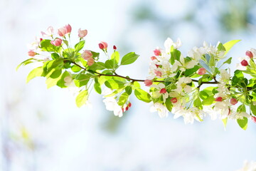 South Korea, Seoul, crab apple Blossoms, 한국, 서울, 꽃사과