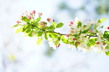 South Korea, Seoul, crab apple Blossoms, 한국, 서울, 꽃사과