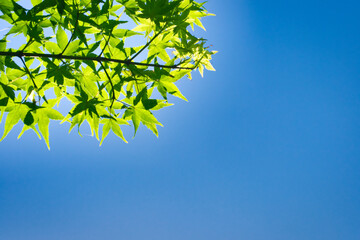 Obraz premium 青空背景で青いもみじの葉