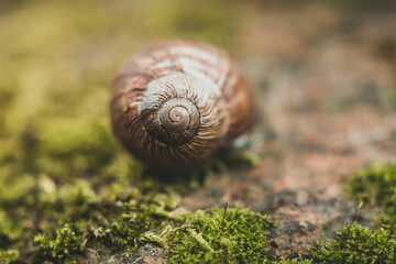 snail crawling in the litter