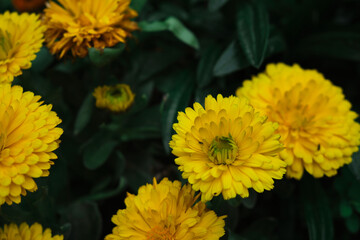 Calendula officinalis, medicinal plant native to the Mediterranean with its yellow flower