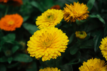 Calendula officinalis, medicinal plant native to the Mediterranean with its yellow flower