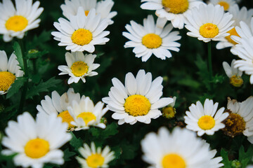 Background of daisy flowers in bloom. spring flowers close-up
