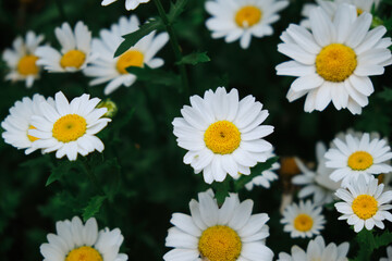 Fototapeta premium Background of daisy flowers in bloom. spring flowers close-up