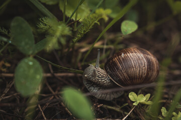 snail crawling in the litter