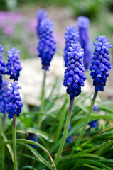 Fresh beautiful spring blue muscari flowers.