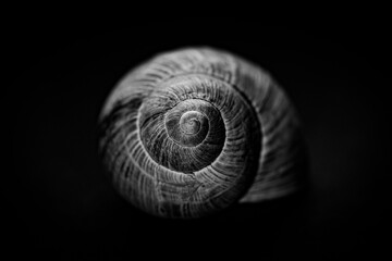 snail shell still life