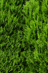 ゴールドクレスト