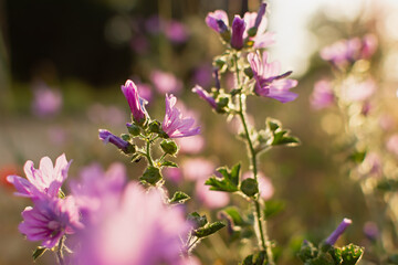 Summer wildflowers background. Wild pink hollyhocks in the golden rays of the sun. Beautiful atmospheric landscape with wild medicinal flowers. The concept of summer, warmth, sunset. Bright light
