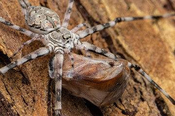 Common Two-Tailed Spider enjoying meal