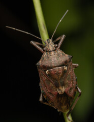 Nature wildlife macro image of Stink bug
