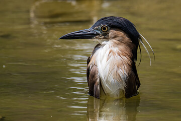 Nature wildlife image of little heron standing at lake playing water