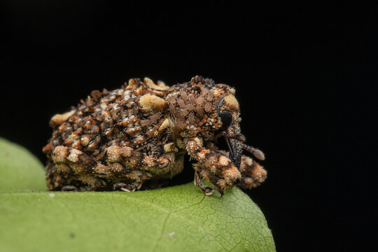Nature wildlife image of weevil with mites