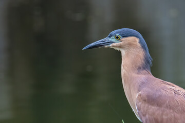 Portrait Nature wildlife image of little heron standing beside lake