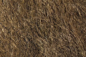 dry grass texture close up