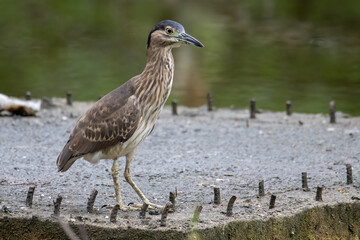 Portrait Nature wildlife image of little heron standing beside lake