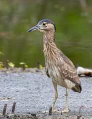 Portrait Nature wildlife image of little heron standing beside lake