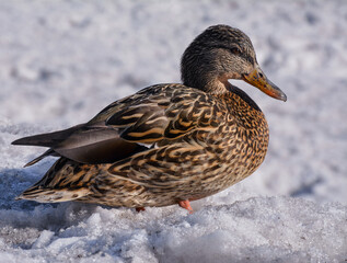 duck in snow