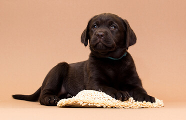 chocolate labrador puppy lies and looks in the studio