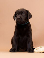 chocolate labrador puppy looks in the studio
