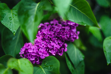 Purple lilac with green leaves
