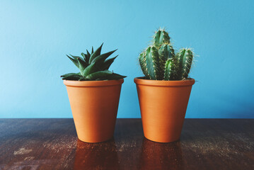 two succulents in terracotta pots on old shelf against light blue wall