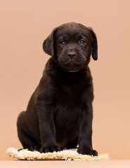 puppy chocolate labrador sitting on a beige background