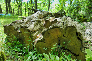 Piles of very large acacia logs gone grey after seasoning for 5 years and ready for splitting
