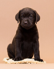 puppy chocolate labrador sitting on a beige background