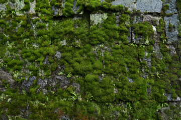 石垣につく苔
