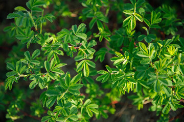 Fototapeta na wymiar green leaves of rose hips on a sunny day