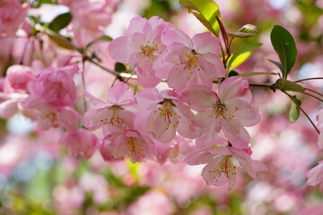 South Korea, Seoul, Olympic Park, Crab Apple Blossoms, 한국, 서울, 올림픽공원, 꽃사과, 봄꽃, 접사