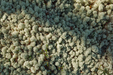 close up of moss