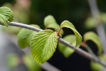 Japanese snowball Mariesii