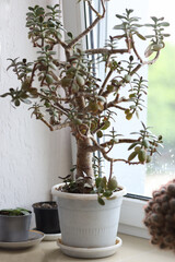 Colorful flowers in bucket collection isolated on white