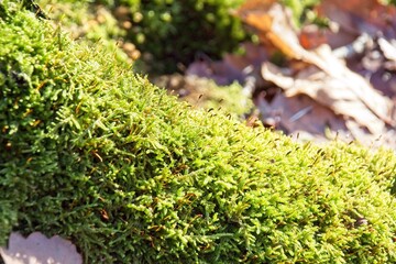 green moss on tree trunk
