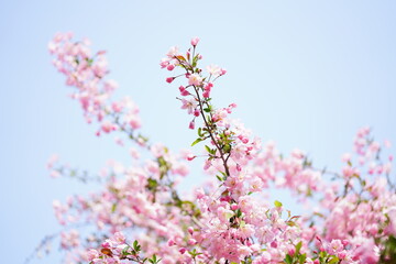 South Korea, Seoul, Olympic Park, Crab Apple Blossoms, 한국, 서울, 올림픽공원, 꽃사과, 봄꽃, 접사