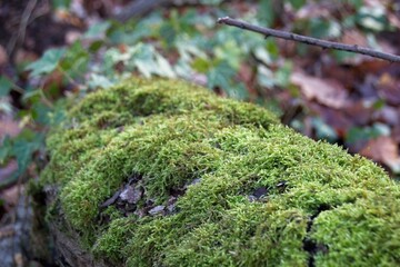 green moss on tree trunk