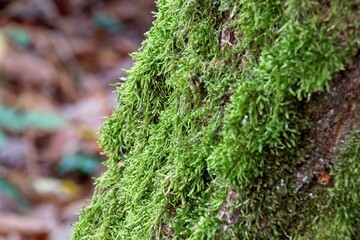 green moss on tree trunk