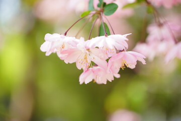 South Korea, Seoul, Olympic Park, Crab Apple Blossoms, 한국, 서울, 올림픽공원, 꽃사과, 봄꽃, 접사