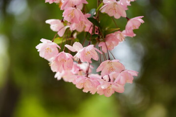 South Korea, Seoul, Olympic Park, Crab Apple Blossoms, 한국, 서울, 올림픽공원, 꽃사과, 분홍, 투명, 찬란