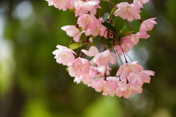 South Korea, Seoul, Olympic Park, Crab Apple Blossoms, 한국, 서울, 올림픽공원, 꽃사과, 봄꽃, 접사